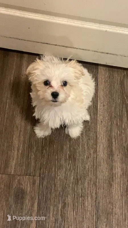 Milo  – Poodle - Miniature  puppy for sale in Victorville, CA
