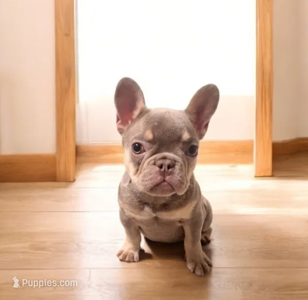 BELLA (isabella and tan)