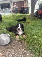 Sassy, a female Bernese Mountain Dog for sale in Branson, MO – 3 of 3