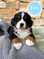 Poncho, a male Bernese Mountain Dog for sale in Branson, MO – 1 of 1