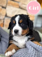 Sassy, a female Bernese Mountain Dog for sale in Branson, MO – 1 of 1