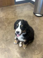 Sassy, a female Bernese Mountain Dog for sale in Branson, MO – 2 of 3