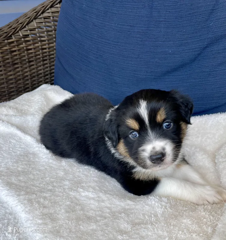 Eddie  – Australian Shepherd puppy for sale in Landenberg, PA