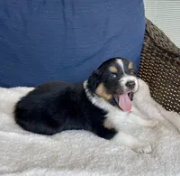 Eddie , a female Australian Shepherd for sale in Landenberg, PA – Photo 2 of 4