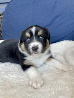 Eddie , a female Australian Shepherd for sale in Landenberg, PA – Photo 3 of 4