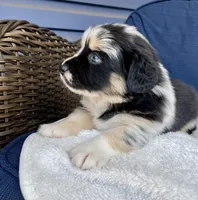 Sheira, a female Australian Shepherd for sale in Landenberg, PA – Photo 3 of 8