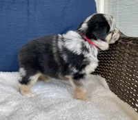 Sheira, a female Australian Shepherd for sale in Landenberg, PA – Photo 5 of 8