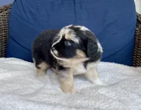 Sheira, a female Australian Shepherd for sale in Landenberg, PA – Photo 2 of 8