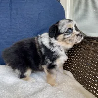 Sheira, a female Australian Shepherd for sale in Landenberg, PA – Photo 8 of 8