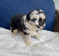 Sheira, a female Australian Shepherd for sale in Landenberg, PA – Photo 4 of 8