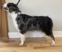 Bear, a male Australian Shepherd for sale in Landenberg, PA – 4 of 4