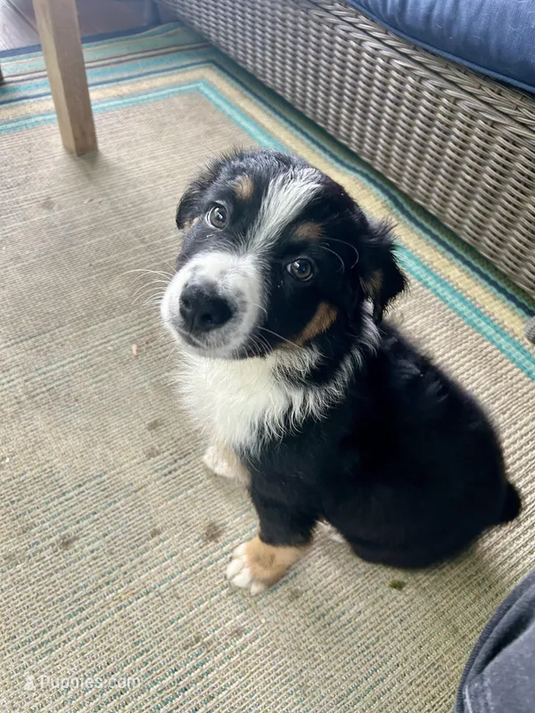 Crash – Australian Shepherd puppy for sale in Landenberg, PA