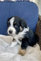 Crash, a female Australian Shepherd for sale in Landenberg, PA – Photo 3 of 5