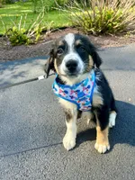 Crash, a male Australian Shepherd for sale in Landenberg, PA – 6 of 9