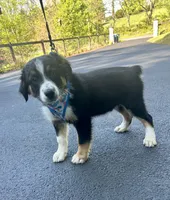 Crash, a male Australian Shepherd for sale in Landenberg, PA – 5 of 9