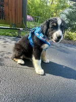 Crash, a male Australian Shepherd for sale in Landenberg, PA – 8 of 9