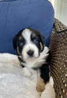 Crash, a female Australian Shepherd for sale in Landenberg, PA – Photo 2 of 5