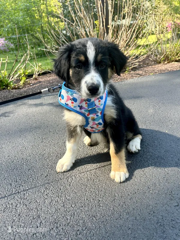 Crash – Australian Shepherd puppy for sale in Landenberg, PA