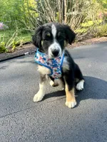 Crash, a male Australian Shepherd for sale in Landenberg, PA – 1 of 9