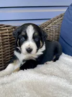 Crash, a female Australian Shepherd for sale in Landenberg, PA – Photo 4 of 5