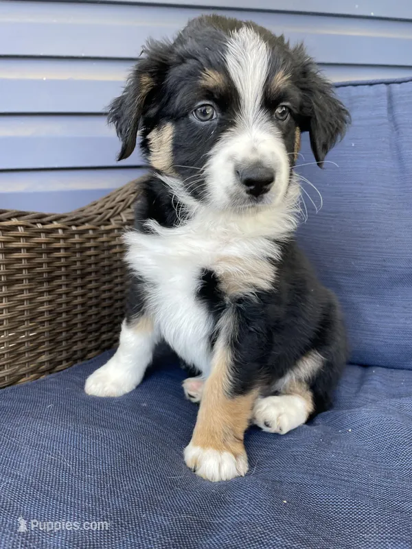 Crash – Australian Shepherd puppy for sale in Landenberg, PA