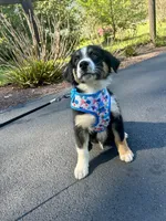 Crash, a male Australian Shepherd for sale in Landenberg, PA – 9 of 9