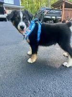Crash, a male Australian Shepherd for sale in Landenberg, PA – 7 of 9