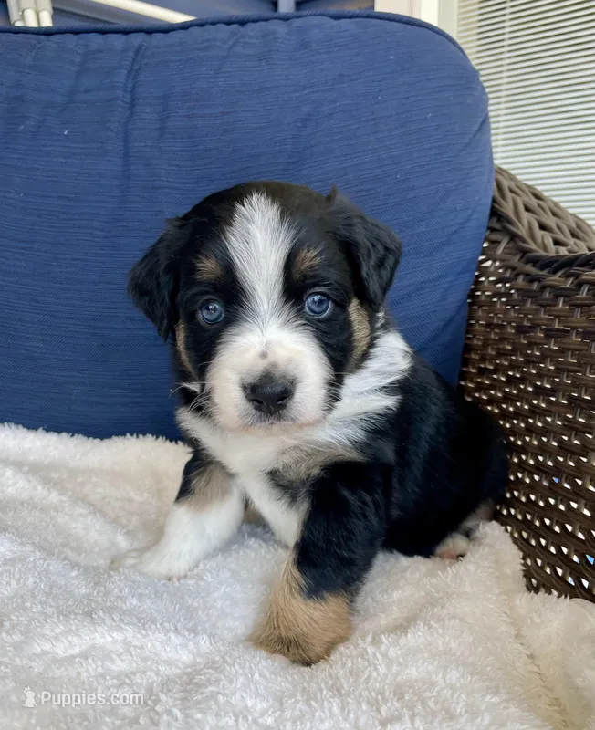 Crash – Australian Shepherd puppy for sale in Landenberg, PA