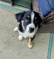 Crash, a male Australian Shepherd for sale in Landenberg, PA – 3 of 9