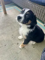 Crash, a male Australian Shepherd for sale in Landenberg, PA – 4 of 9