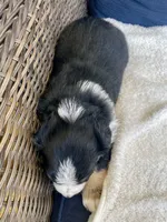 Crash, a female Australian Shepherd for sale in Landenberg, PA – Photo 5 of 5