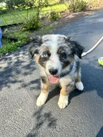 Manny, a male Australian Shepherd for sale in Landenberg, PA – 6 of 8