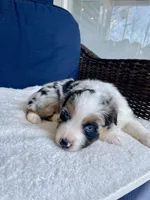Manny, a male Australian Shepherd for sale in Landenberg, PA – Photo 6 of 6