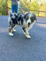Manny, a male Australian Shepherd for sale in Landenberg, PA – 8 of 8