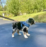 Manny, a male Australian Shepherd for sale in Landenberg, PA – 2 of 8