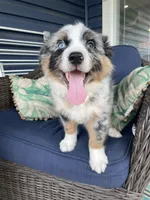 Manny, a male Australian Shepherd for sale in Landenberg, PA – 4 of 8