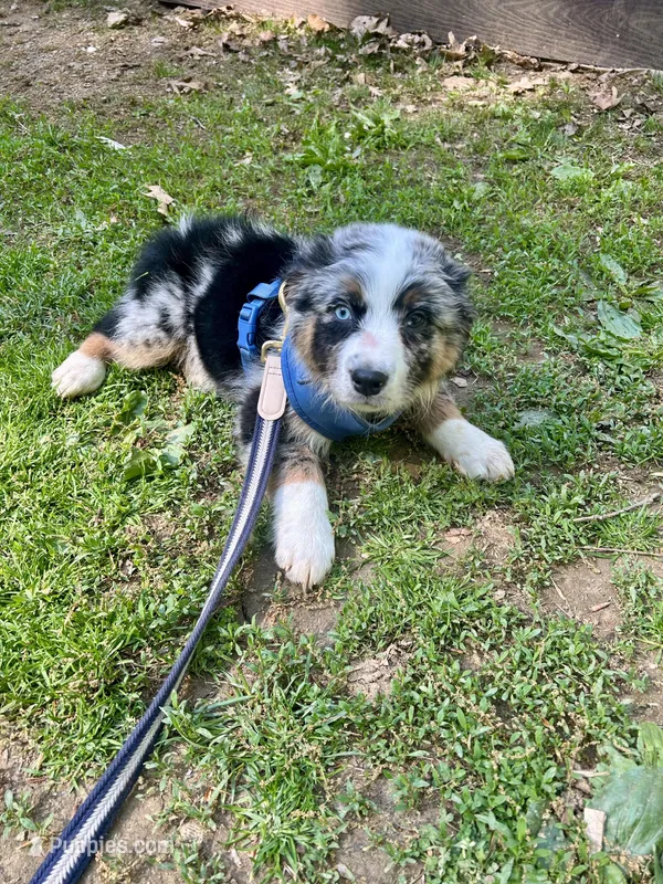 Manny – Australian Shepherd puppy for sale in Landenberg, PA