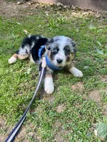 Manny, a male Australian Shepherd for sale in Landenberg, PA – 1 of 8