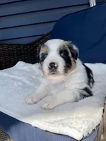 Manny, a male Australian Shepherd for sale in Landenberg, PA – Photo 4 of 6