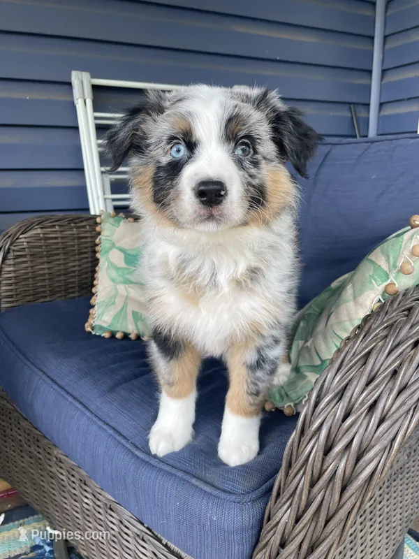 Manny – Australian Shepherd puppy for sale in Landenberg, PA