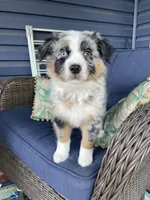 Manny, a male Australian Shepherd for sale in Landenberg, PA – 3 of 8