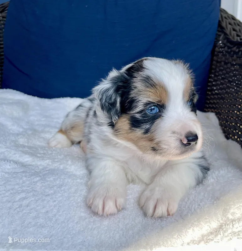 Manny – Australian Shepherd puppy for sale in Landenberg, PA