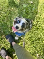 Manny, a male Australian Shepherd for sale in Landenberg, PA – 7 of 8