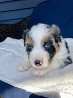 Manny, a male Australian Shepherd for sale in Landenberg, PA – Photo 5 of 6