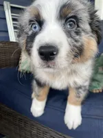 Manny, a male Australian Shepherd for sale in Landenberg, PA – 5 of 8