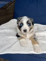 Diego, a male Australian Shepherd for sale in Landenberg, PA – Photo 4 of 6