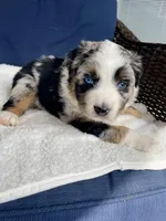 Diego, a male Australian Shepherd for sale in Landenberg, PA – Photo 1 of 6