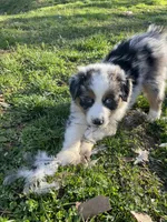 Diego, a male Australian Shepherd for sale in Landenberg, PA – 4 of 10