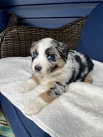Diego, a male Australian Shepherd for sale in Landenberg, PA – Photo 5 of 6