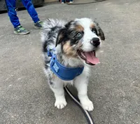 Diego, a male Australian Shepherd for sale in Landenberg, PA – 5 of 10
